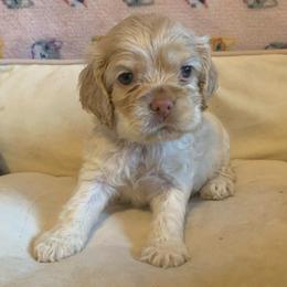 Boy 1 - Buff male Cocker Spaniel puppy in Gadsden, Alabama from Rich Cat’s
