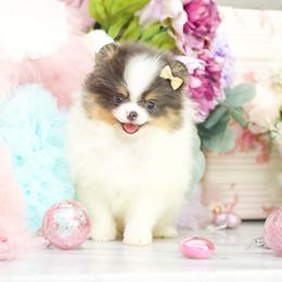 Jazzy- AKC Blue Tri - Blue parti female Pomeranian puppy in Santa Rosa, California from Cute California Poms