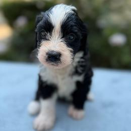 Mary Ann - Black and white female Bernedoodle puppy in Russellville, Arkansas from Crossgate Doodles