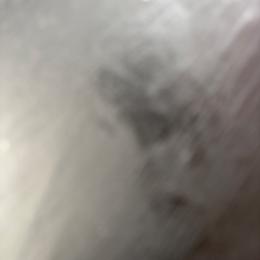 Merle 1 - Blue merle male Australian Shepherd puppy in Loganville, Georgia from Howell Aussies