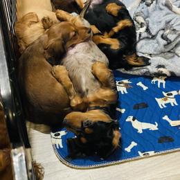 Cavalier King Charles Spaniel and Dachshund Puppies from Cavalier Companions CO.