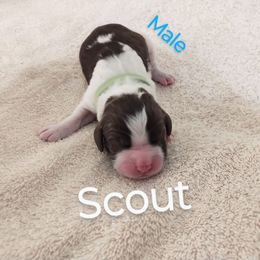 Mr. Scout - Liver and white male English Springer Spaniel puppy in Kingsport, Tennessee from Leandra's English Springer Spaniels