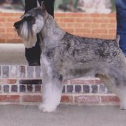 Standard Schnauzers from Erregen kennels