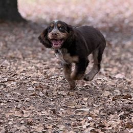 Semi - English Springer Spaniel