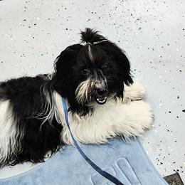 Elohim - Havanese