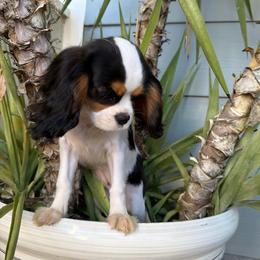 Lexi - Tri-color female Cavalier King Charles Spaniel puppy in Temecula, California from Diamond Cavaliers