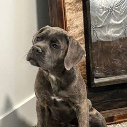 Girl 1 - Gray brindle female Cane Corso puppy in Tremonton, Utah from Westland Kennels
