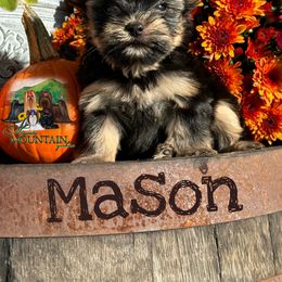 Yorkshire Terrier Puppies from Majestic Mountain Yorkies