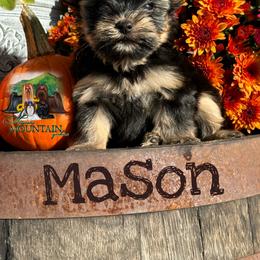 Yorkshire Terrier Puppies from Majestic Mountain Yorkies
