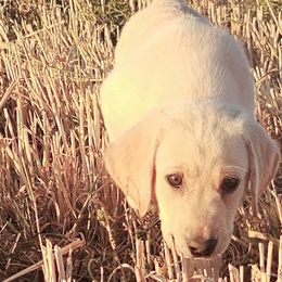 Boy 2 - Labrador Retriever puppy from Whistling Wings Retrievers, LLC.
