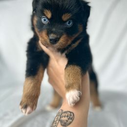 Nutmeg - Black tri Toy Australian Shepherd puppy in Venus, Texas from Prickly Pear Pups