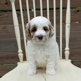 Joey - Chalk male Australian Labradoodle puppy in Chelsea, Michigan from Michigan Labradoodles