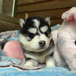 Sasha (pink collar) - Black and white female Pomsky puppy in Diamond Lake, Washington from Husky Haven WA