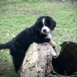 Bernese Mountain Dog Puppies from Must B Buffalo Berners