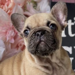 French Bulldogs from Exceptional French Bulldog Puppies
