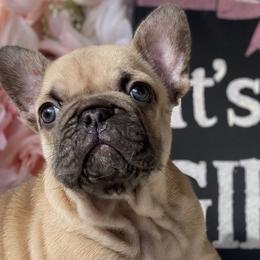 French Bulldogs from Exceptional French Bulldog Puppies