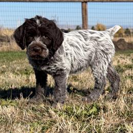Wonder Woman - Brown and gray female Wirehaired Pointing Griffon puppy in Grangeville, Idaho from Happy Hollow Griffons