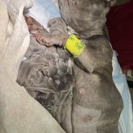 French Bulldog Puppies from Candice Thaggard