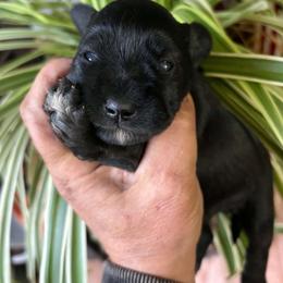 Grady - Black male Miniature Schnauzer puppy in Ferndale, Washington from Blackhorse Schnauzers Washington state