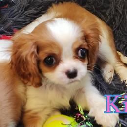 Kiss - Blenheim female Cavalier King Charles Spaniel puppy in Rockville, Maryland from Skais the Limit