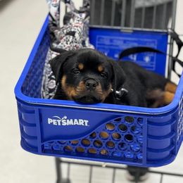 Rottweiler and Yorkshire Terrier Puppies from Superior Family Kennels