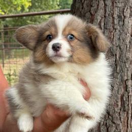 Bluie red fluffy - Blue female Pembroke Welsh Corgi puppy in Nashville, Arkansas from Whisenhunt Farms