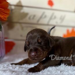 Gray collared - Red and rust male Doberman Pinscher puppy in Winamac, Indiana from DIAMOND RIDGE DOBERMANS