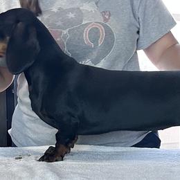 Dachshund Puppies from Casperdachs