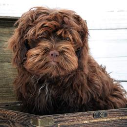 TIKI - Brown female Russian Tsvetnaya Bolonka puppy in West Plains, Missouri from Must Be Frenchies & Crown Of Curls Bolonka