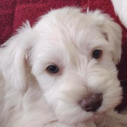 Romeo therapy line AKC Black collar White Choco classic - Liver male Miniature Schnauzer puppy in Temple, Texas from Schnauzers Of Taylor