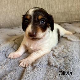 Olivia - Piebald female Dachshund puppy in Aiken, South Carolina from State Eight Dachshunds