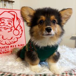 Axl - Black and tan male Pembroke Welsh Corgi puppy in Chubbuck, Idaho from Sunny J Corgis and Mini Americans
