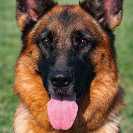 German Shepherds from Rallhaus German Shepherds