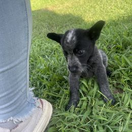 Australian Cattle Dog Puppies from Twisted C Heelers