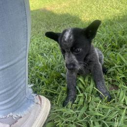 Australian Cattle Dog Puppies from Twisted C Heelers