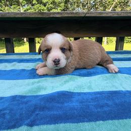 Timmer - Sable and white male Cardigan Welsh Corgi puppy in Bland, Missouri from Shadey Lane Corgis