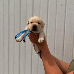 Light Blue - Yellow female Labrador Retriever puppy in At Henry, Ohio from Hickory Creek Labs
