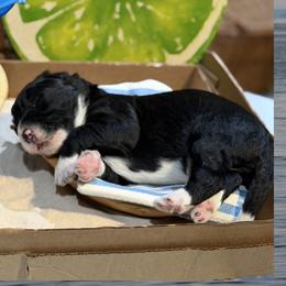 Rudder - Black and white male Bernedoodle puppy in Coopersburg, Pennsylvania from Deutsch Hund Haus