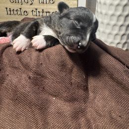 Cranberry - Black and white female American Corgi puppy in Westminster, Maryland from Serendipity Corgi's