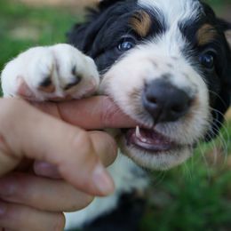 Bernedoodle Puppies from DoodlesFarmCo