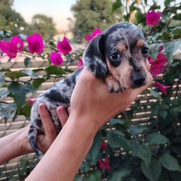 Puppy 1 - Black and tan male Dachshund puppy in Riverside, California from Saddle Up Dachshunds