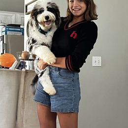 Aussiedoodle All Grown Up from Blu’s Aussiedoodles