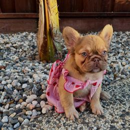 Stella - French Bulldog puppy from Endless Frenchies