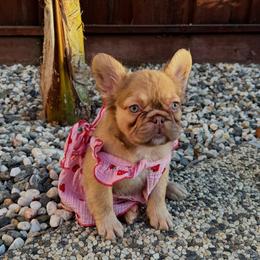 Stella - French Bulldog puppy from Endless Frenchies
