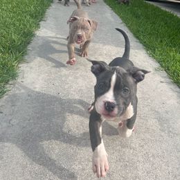 American Bully Puppies from King Bane's Bullies