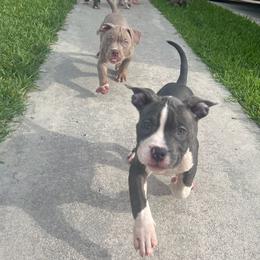American Bully Puppies from King Bane's Bullies