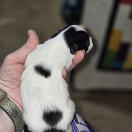Girl 2 - White black and tan female Papillon puppy in Forest City, North Carolina from Eastern Papillions