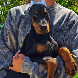 Hero - Black and rust male Doberman Pinscher puppy in China Township, Michigan from Snell's Superior Kennel Dobermann & GSP