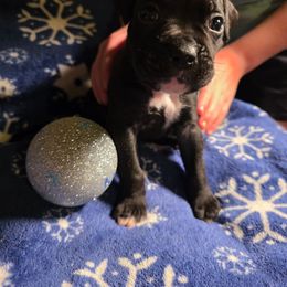 Blue - Brindle male Boxer puppy in Caspian, Michigan from Andrus Family Boxers