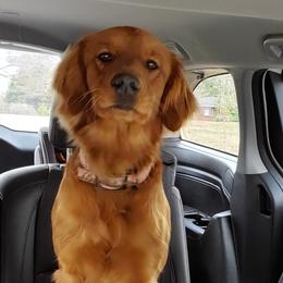Goldendoodle All Grown Up from Golden Lily Doodles
